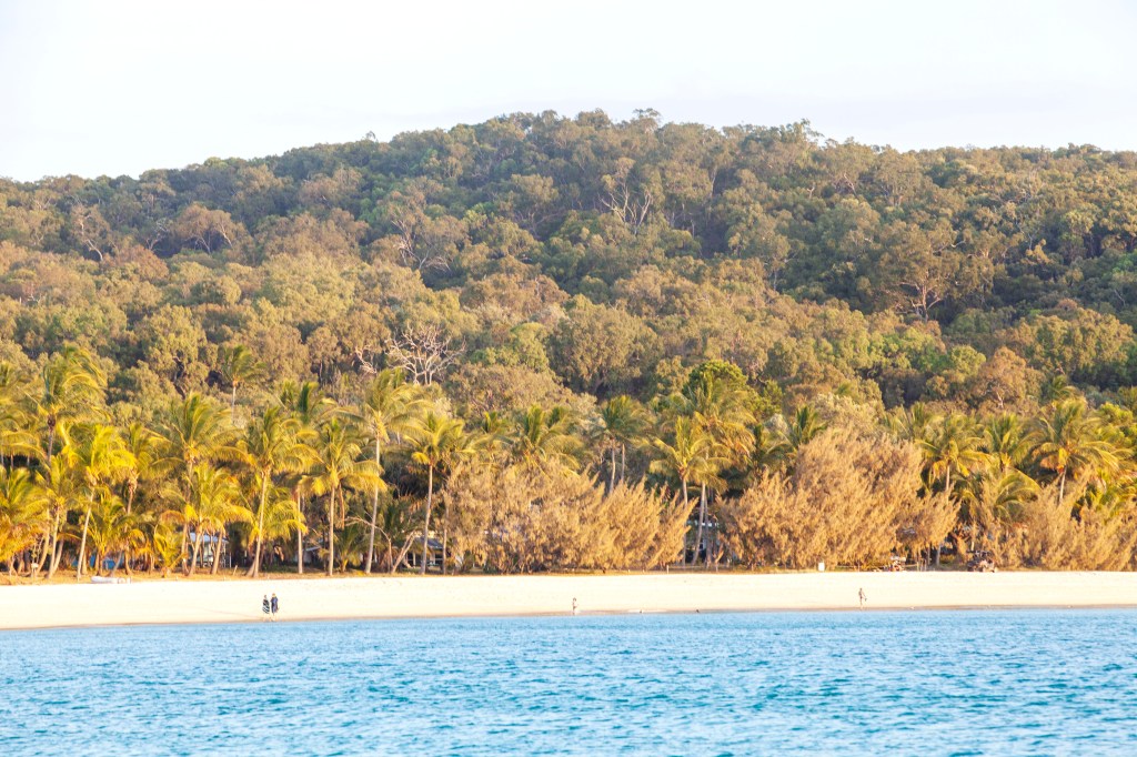 Great Keppel Island beach and palm trees at sunset 