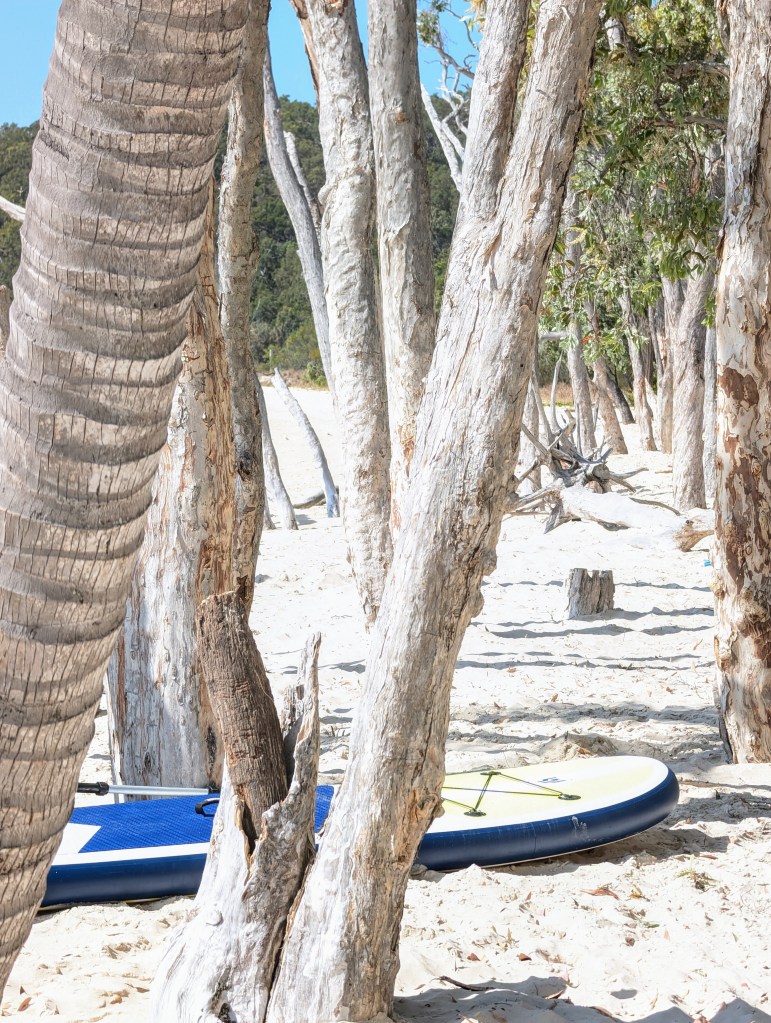 Great Keppel Island palm trees and white sandy beach 