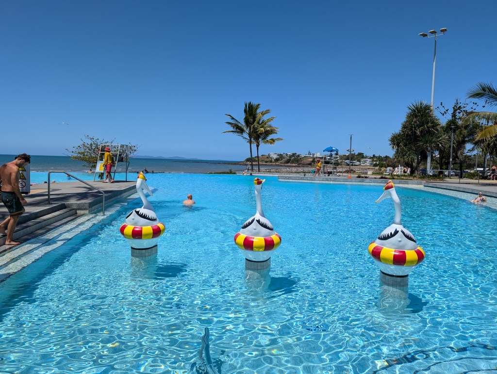 Yeppoon lagoon with three pelicans and palm tree in background